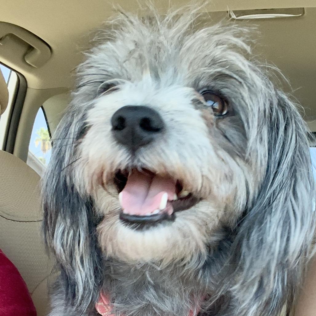 Enlarge Lila, a Adoptable mixed breed in Phoenix, AZ image 2/4