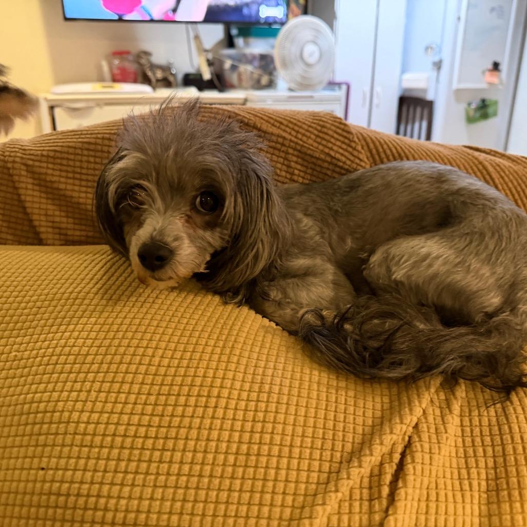 Lila, Adoptable, Adult Female Miniature Poodle & Maltese.