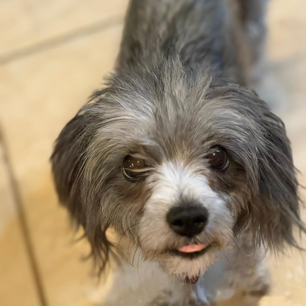 Enlarge Lila, a Adoptable mixed breed in Phoenix, AZ image 4/4