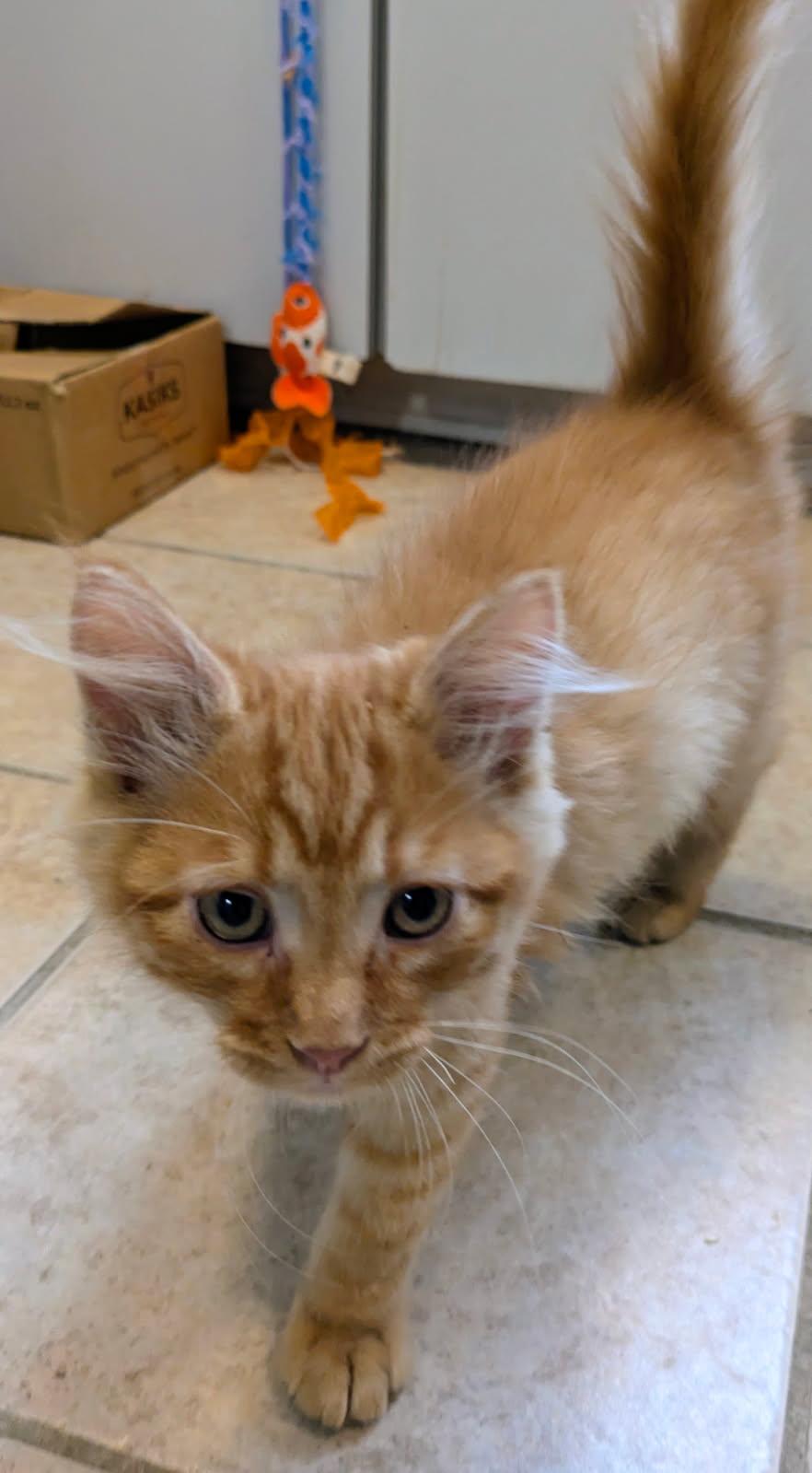 Edgar, ADOPTABLE, Kitten Male Domestic Medium Hair.