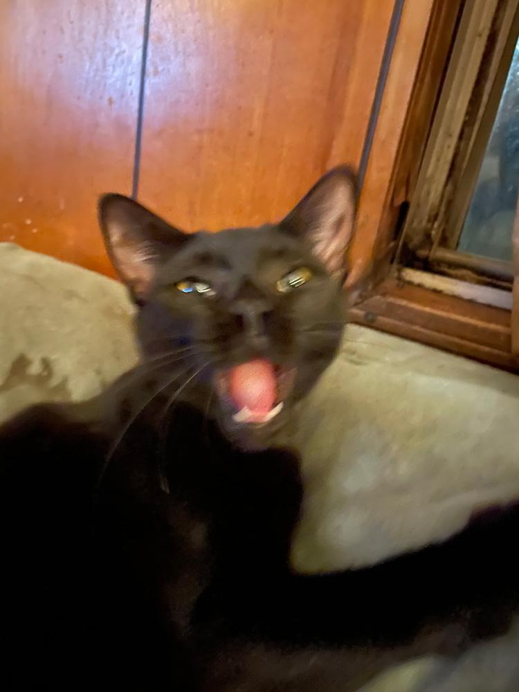 Bambi, Adoptable, Kitten Female Domestic Short Hair.