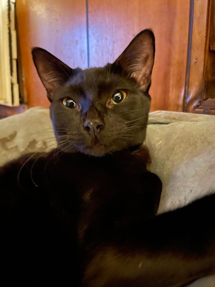 Enlarge Bambi, a Adoptable Domestic Short Hair in Kannapolis, NC image 2/3