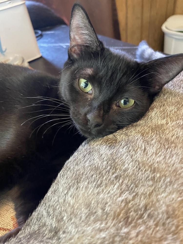 Enlarge Bambi, a Adoptable Domestic Short Hair in Kannapolis, NC image 3/3