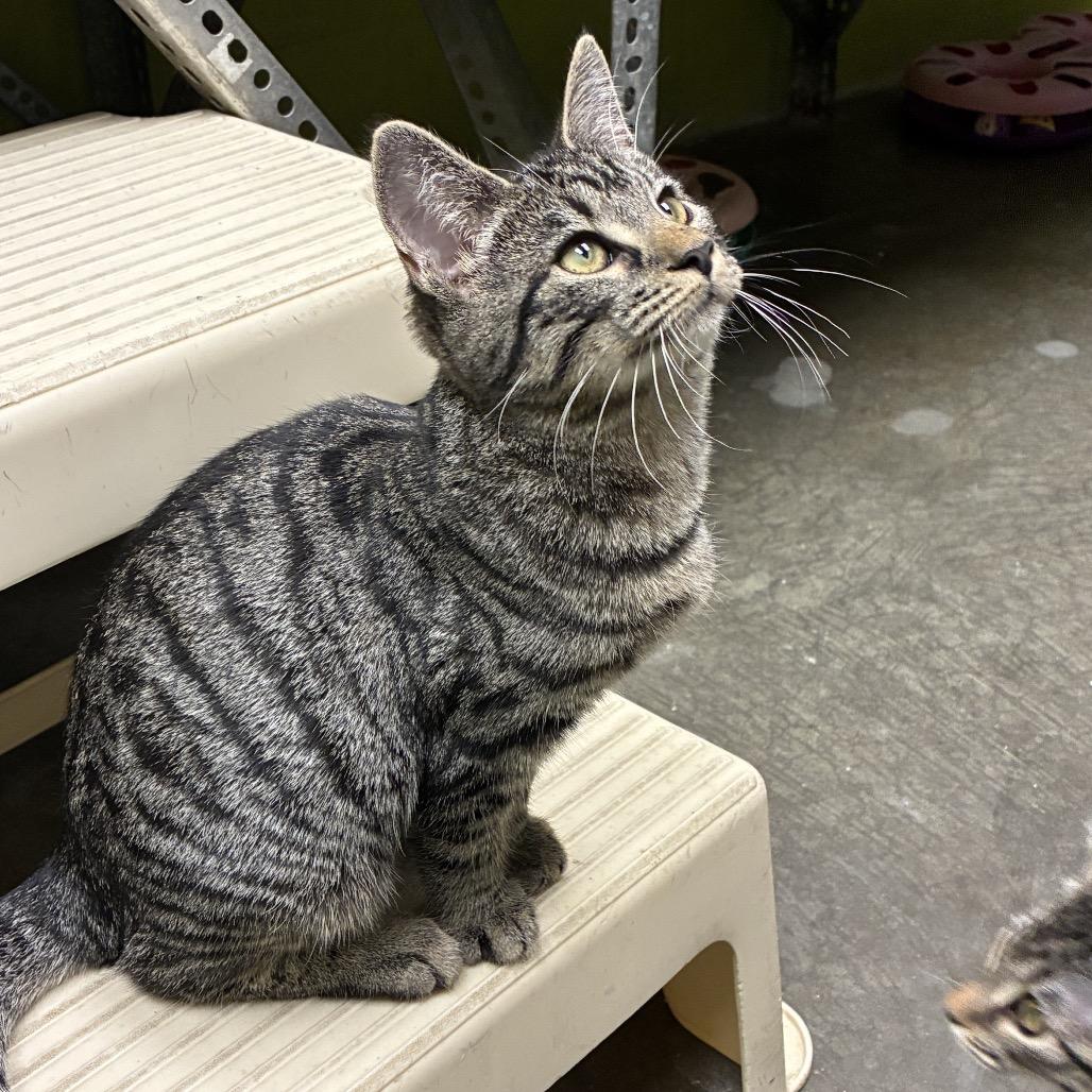Silvia, Adoptable, Kitten Female Domestic Short Hair.