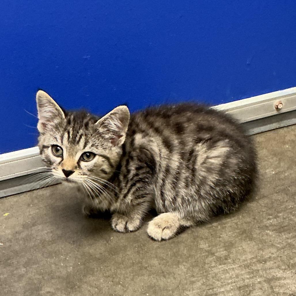 Silvia, Adoptable, Kitten Female Domestic Short Hair.