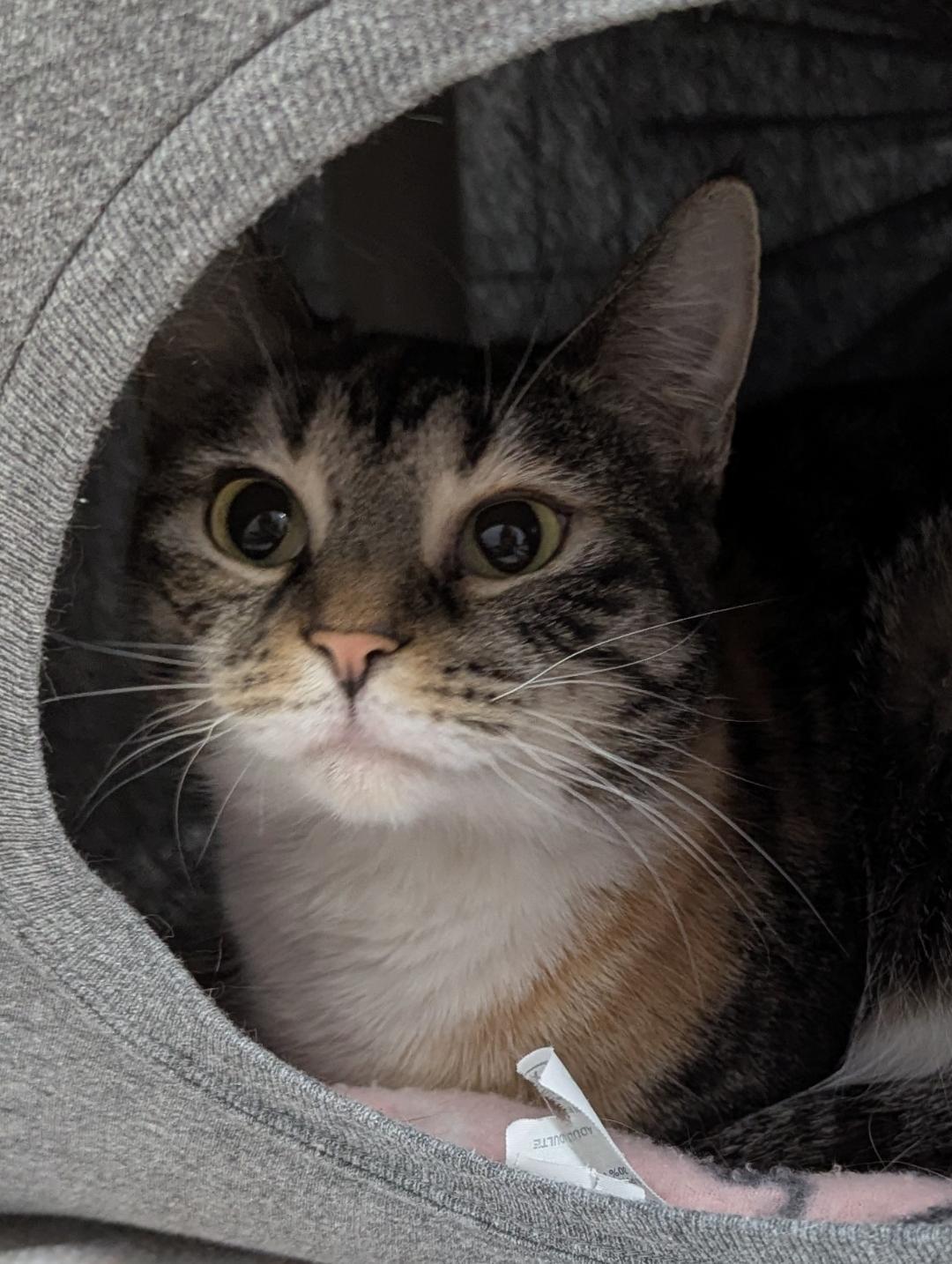 Tallulah, ADOPTABLE, Adult Female Domestic Short Hair.