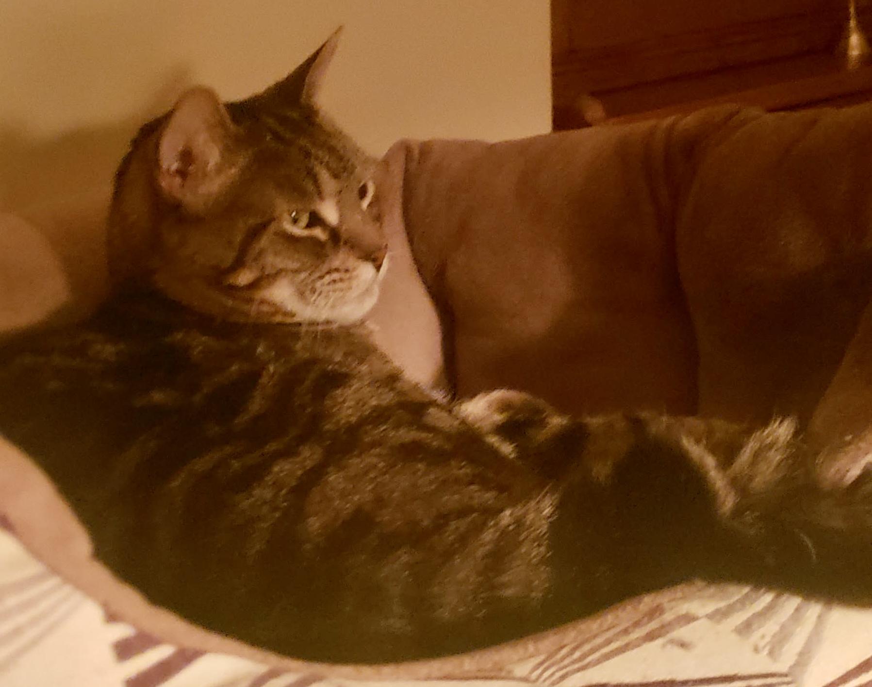 Enlarge Medeline, a ADOPTABLE Domestic Short Hair in Pointe-Claire, QC image 4/5