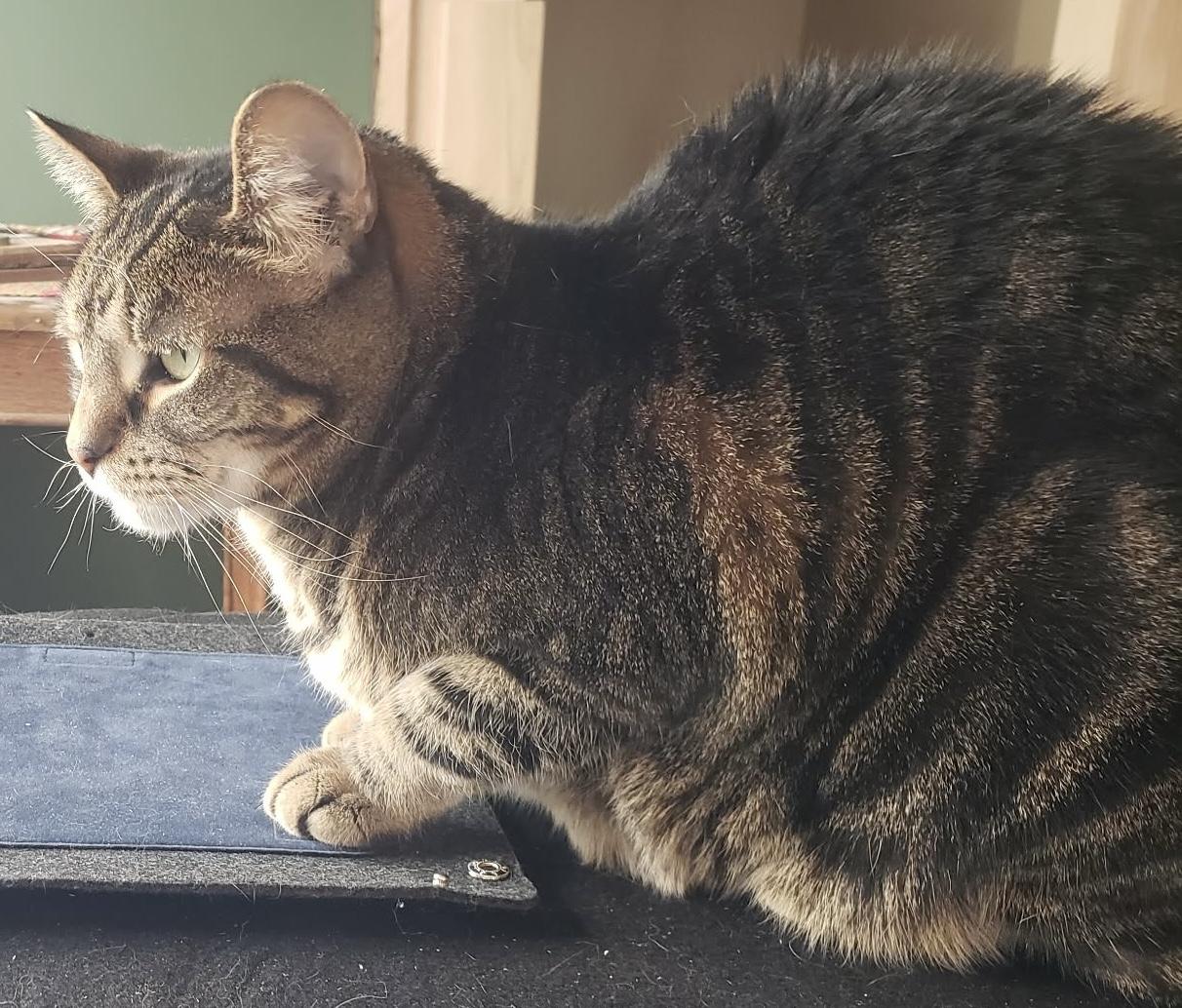 Enlarge Medeline, a ADOPTABLE Domestic Short Hair in Pointe-Claire, QC image 5/5