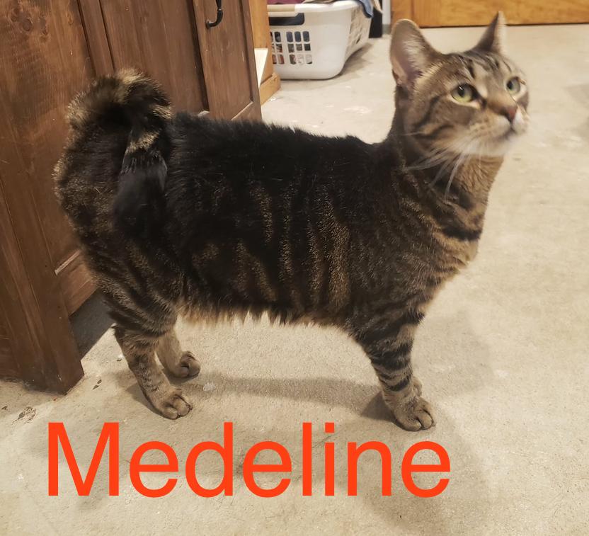 Enlarge Medeline, a ADOPTABLE Domestic Short Hair in Pointe-Claire, QC image 1/5