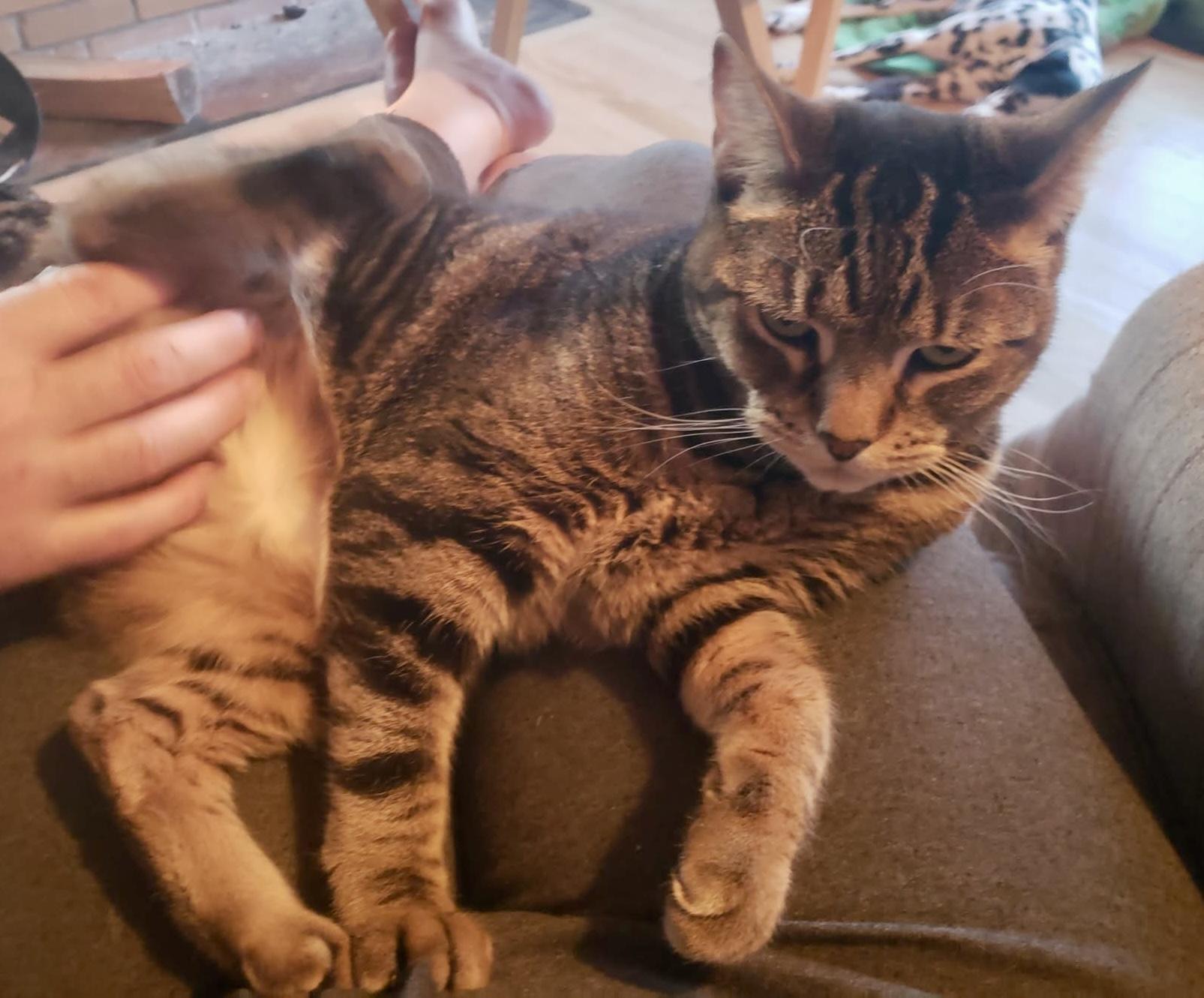 Enlarge Medeline, a ADOPTABLE Domestic Short Hair in Pointe-Claire, QC image 2/5