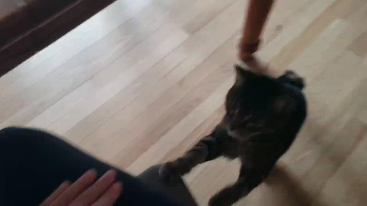 Enlarge Medeline, a ADOPTABLE Domestic Short Hair in Pointe-Claire, QC video 3/5