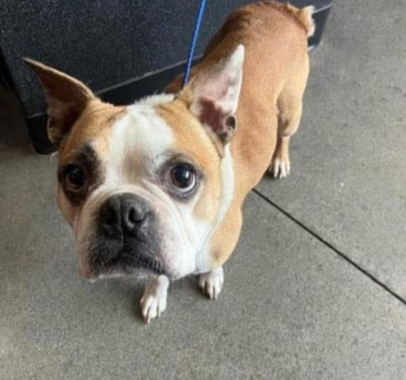 Scooby in NE, ADOPTABLE, Adult Male Boston Terrier.