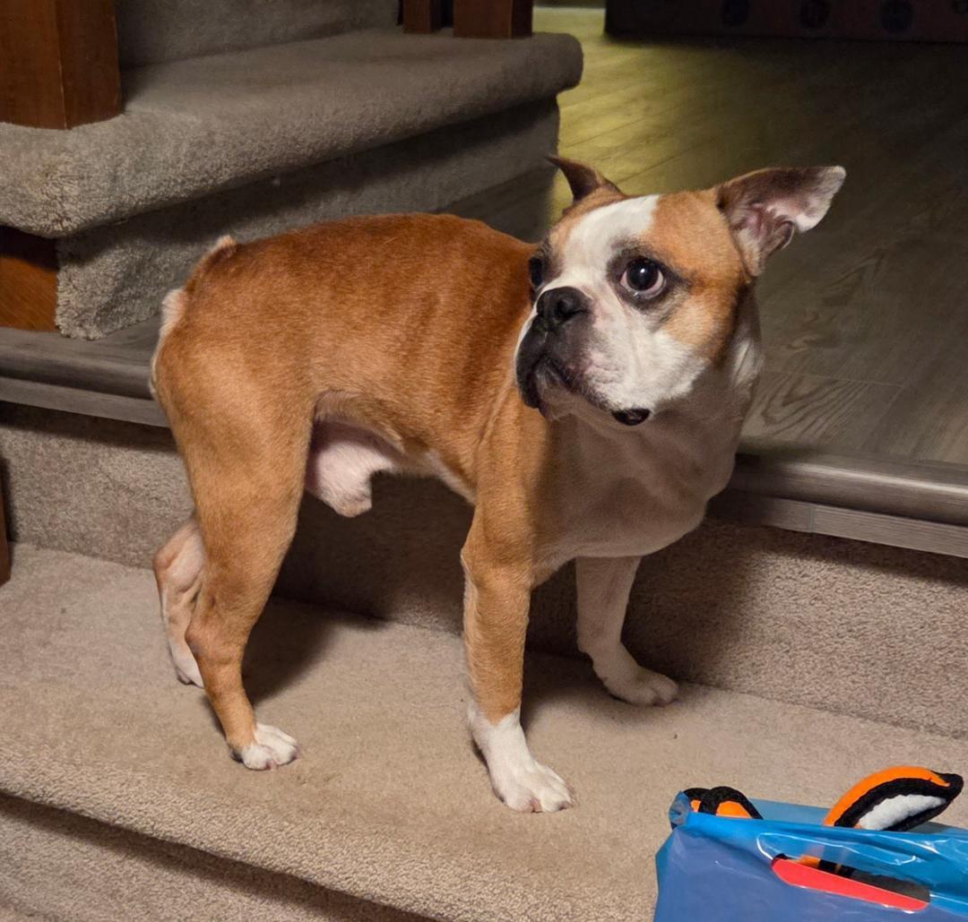 Scooby in NE, a ADOPTABLE Boston Terrier in Elkhorn, NE image 2/5