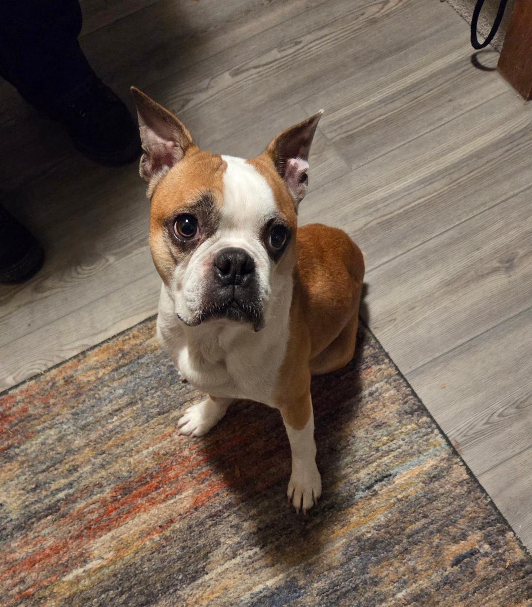 Scooby in NE, a ADOPTABLE Boston Terrier in Elkhorn, NE image 4/5