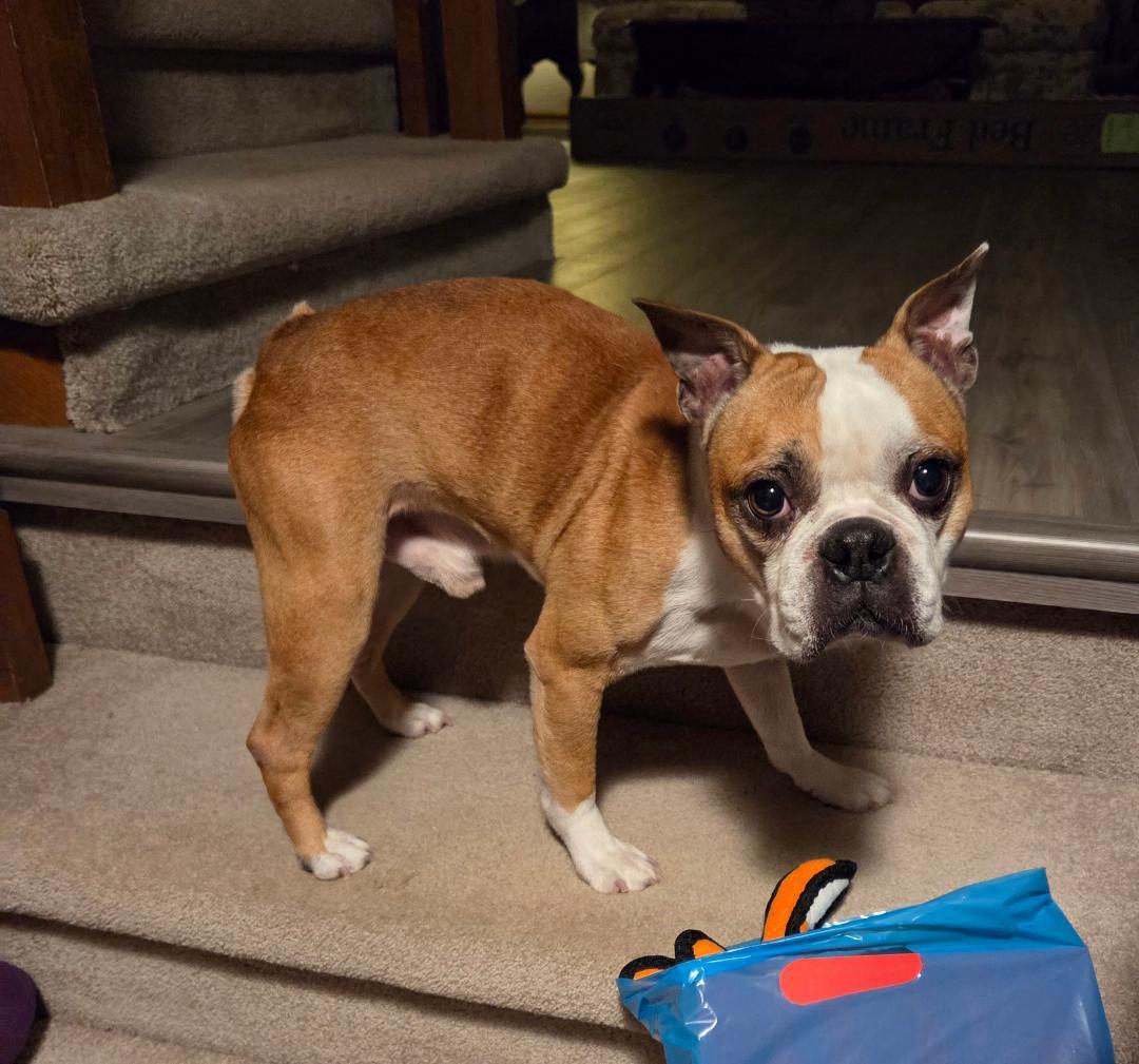 Scooby in NE, a ADOPTABLE Boston Terrier in Elkhorn, NE image 5/5