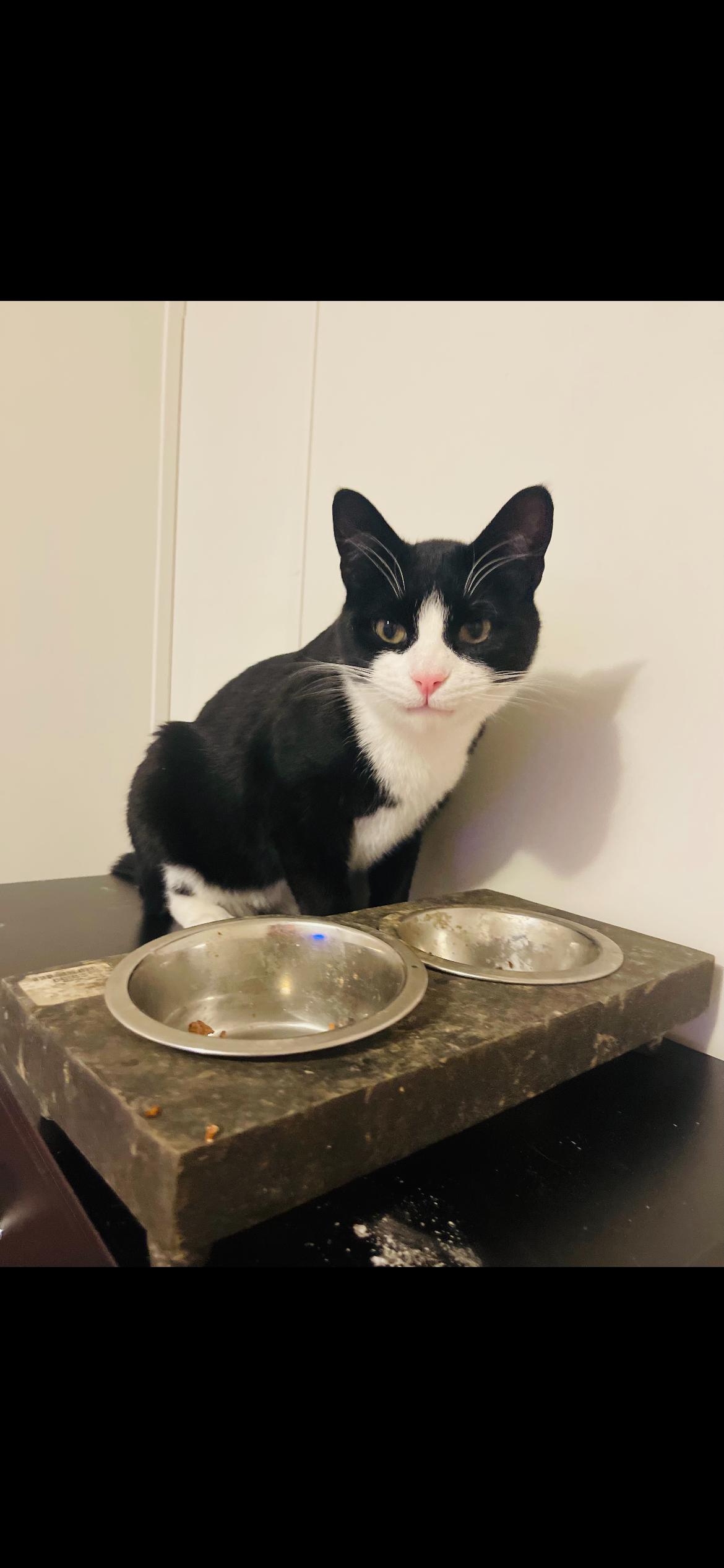 Enlarge Elfie, a Adoptable Domestic Short Hair in Kansas City, MO image 1/2