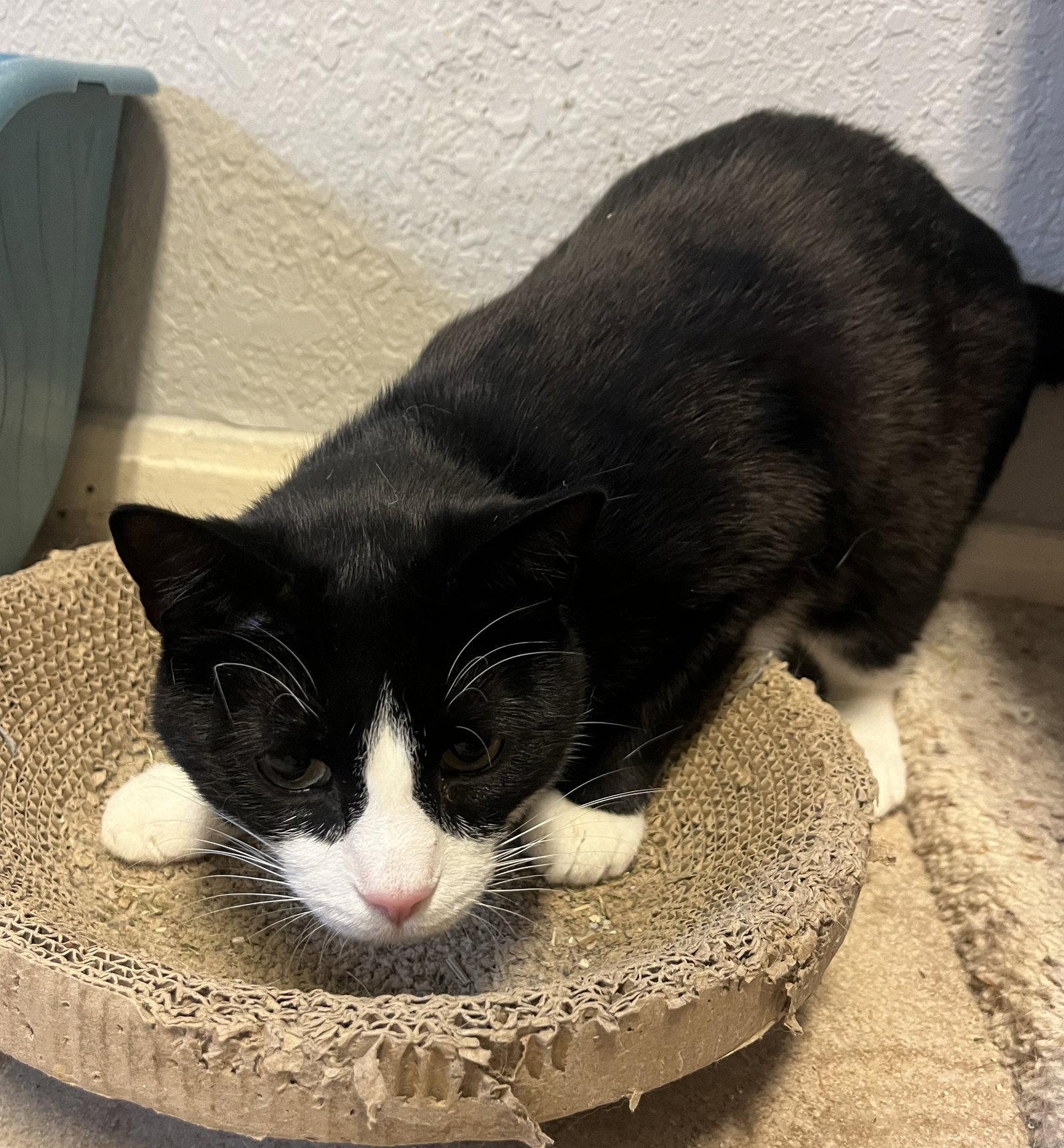 Enlarge Elfie, a Adoptable Domestic Short Hair in Kansas City, MO image 2/2