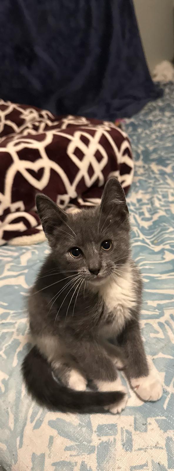 Bluebell, an adoptable Domestic Short Hair in Mississippi State, MS, 39762 | Photo Image 1