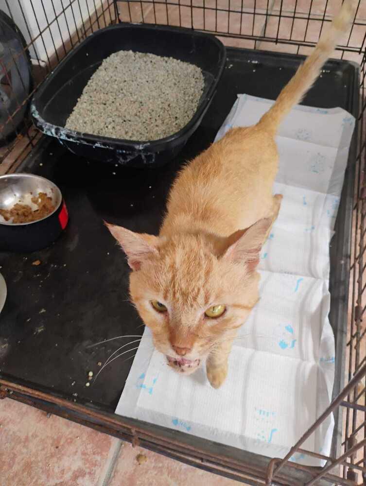 Rambo, Adoptable, Adult Male Domestic Short Hair.