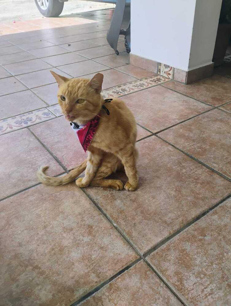 Rambo, a Adoptable Domestic Short Hair in Naranjito, PR image 2/5