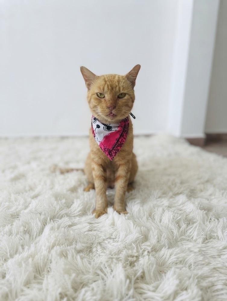 Rambo, a Adoptable Domestic Short Hair in Naranjito, PR image 3/5