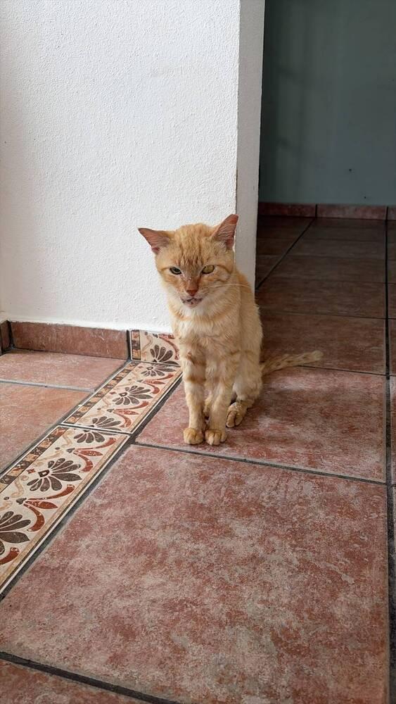 Rambo, a Adoptable Domestic Short Hair in Naranjito, PR image 4/5