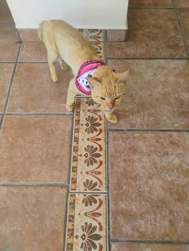 Rambo, a Adoptable Domestic Short Hair in Naranjito, PR image 5/5