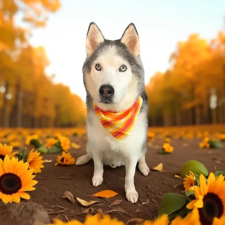 Blue, a Adoptable Siberian Husky in Winter Springs, FL image 3/3