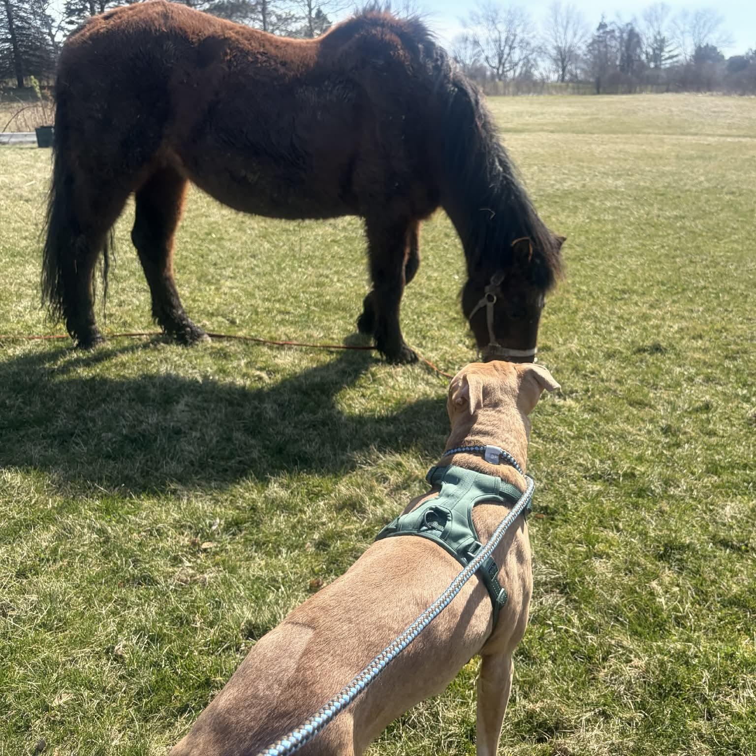 Enlarge French Toast, a ADOPTABLE mixed breed in Victor, NY image 6/6