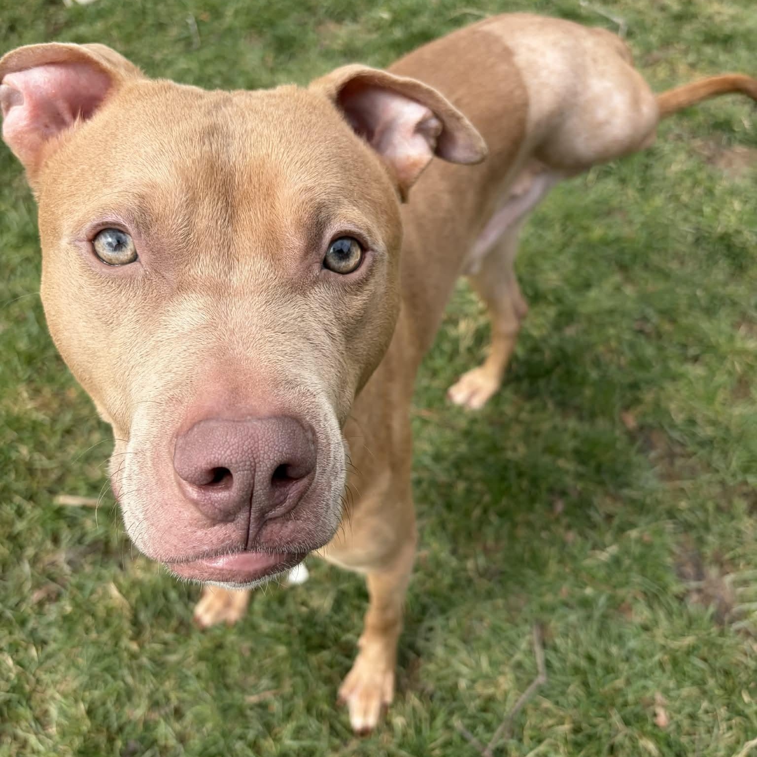 Enlarge French Toast, a ADOPTABLE mixed breed in Victor, NY image 1/6