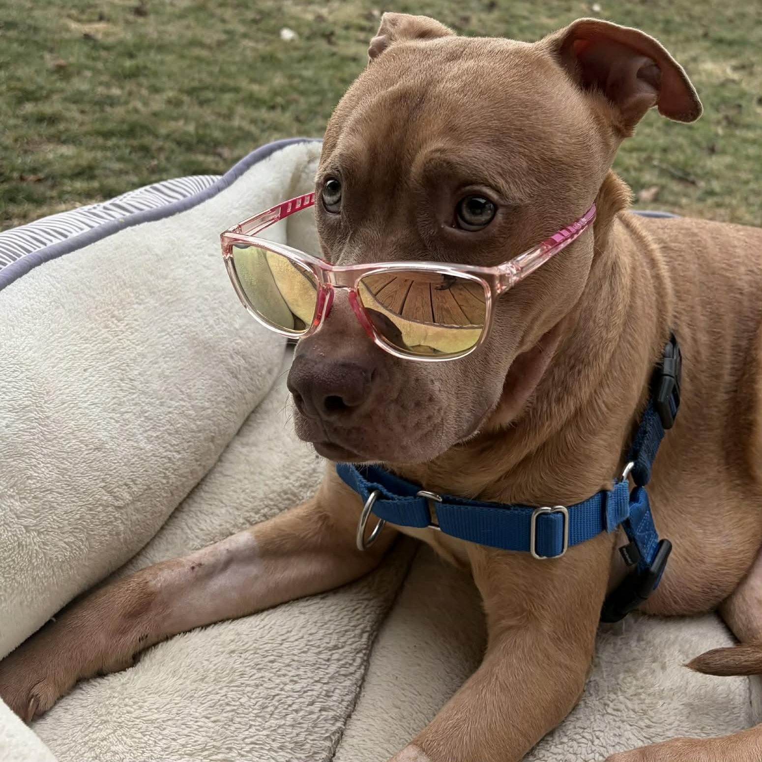 Enlarge French Toast, a ADOPTABLE mixed breed in Victor, NY image 4/6