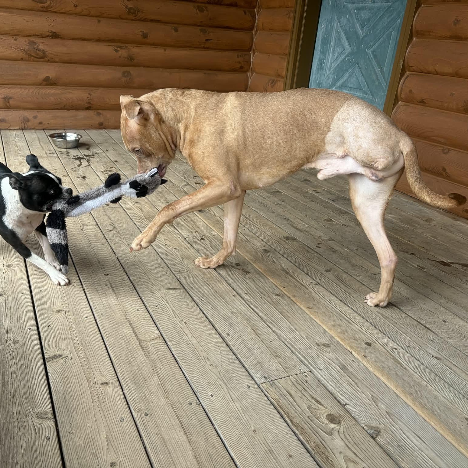 Enlarge French Toast, a ADOPTABLE mixed breed in Victor, NY image 3/6
