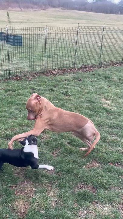 Enlarge French Toast, a ADOPTABLE mixed breed in Victor, NY video 5/6