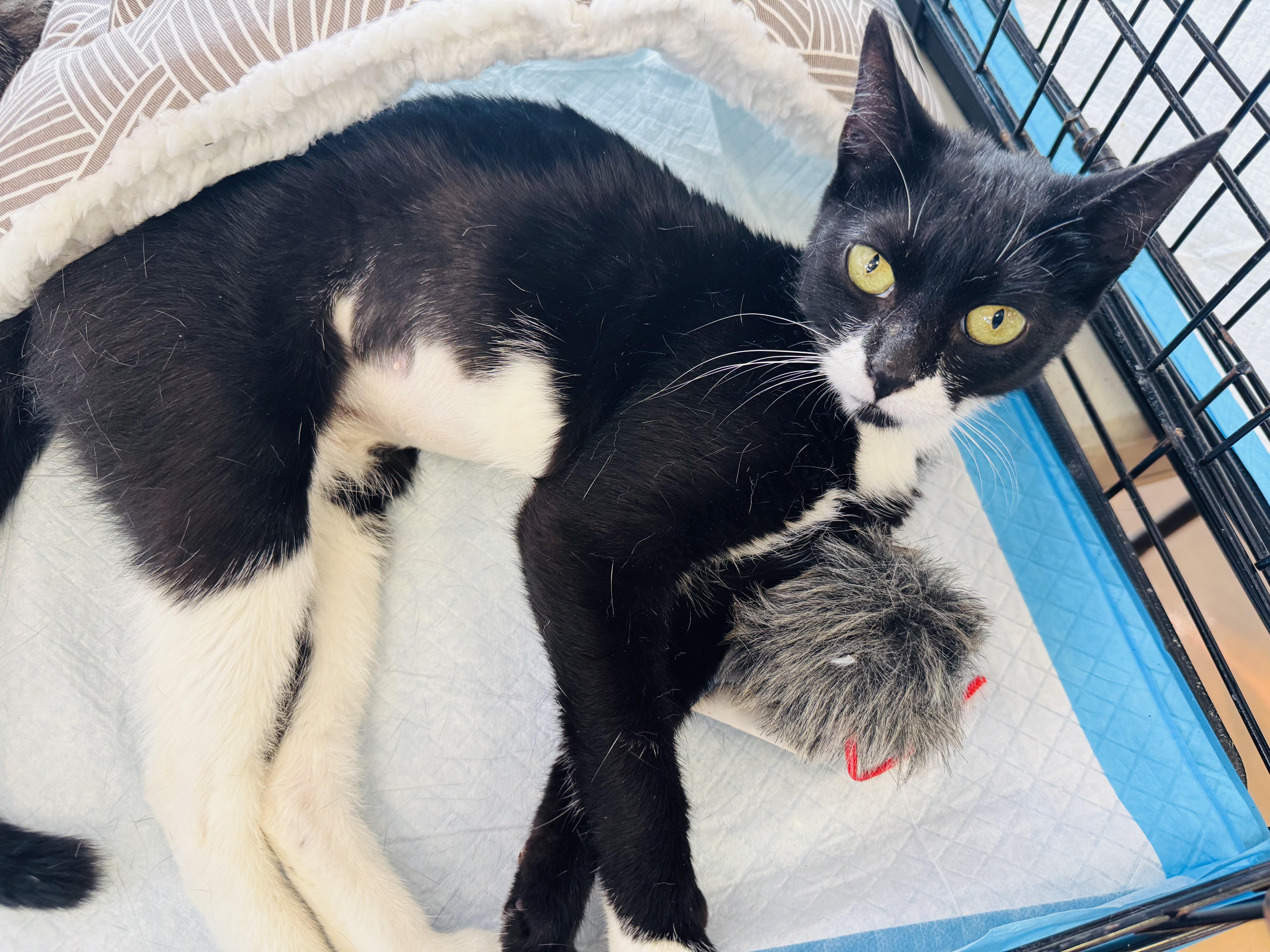 Elsa, Adopted, Kitten Female Domestic Short Hair.