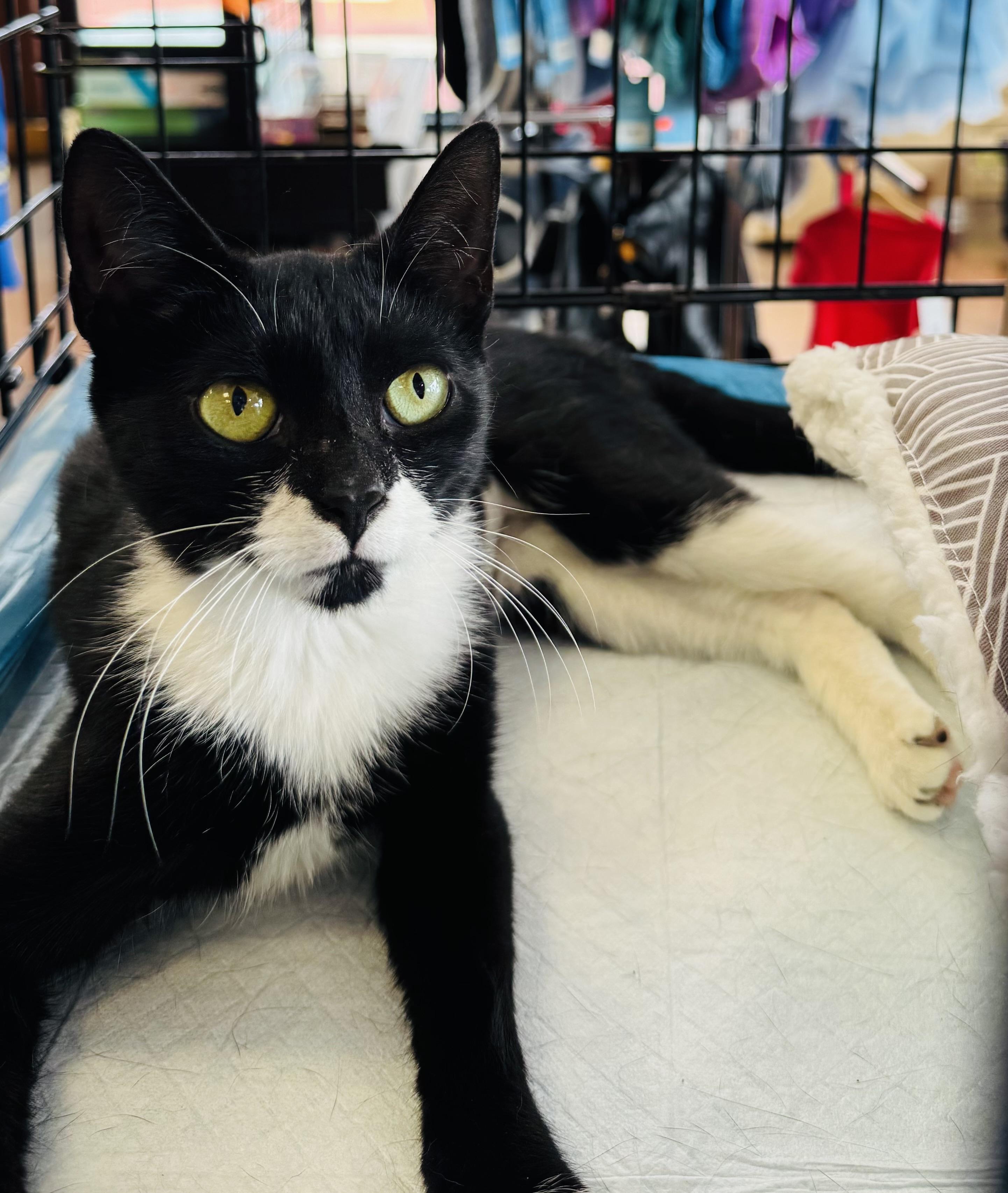 Enlarge Elsa, a Adopted Domestic Short Hair in New York, NY image 2/5