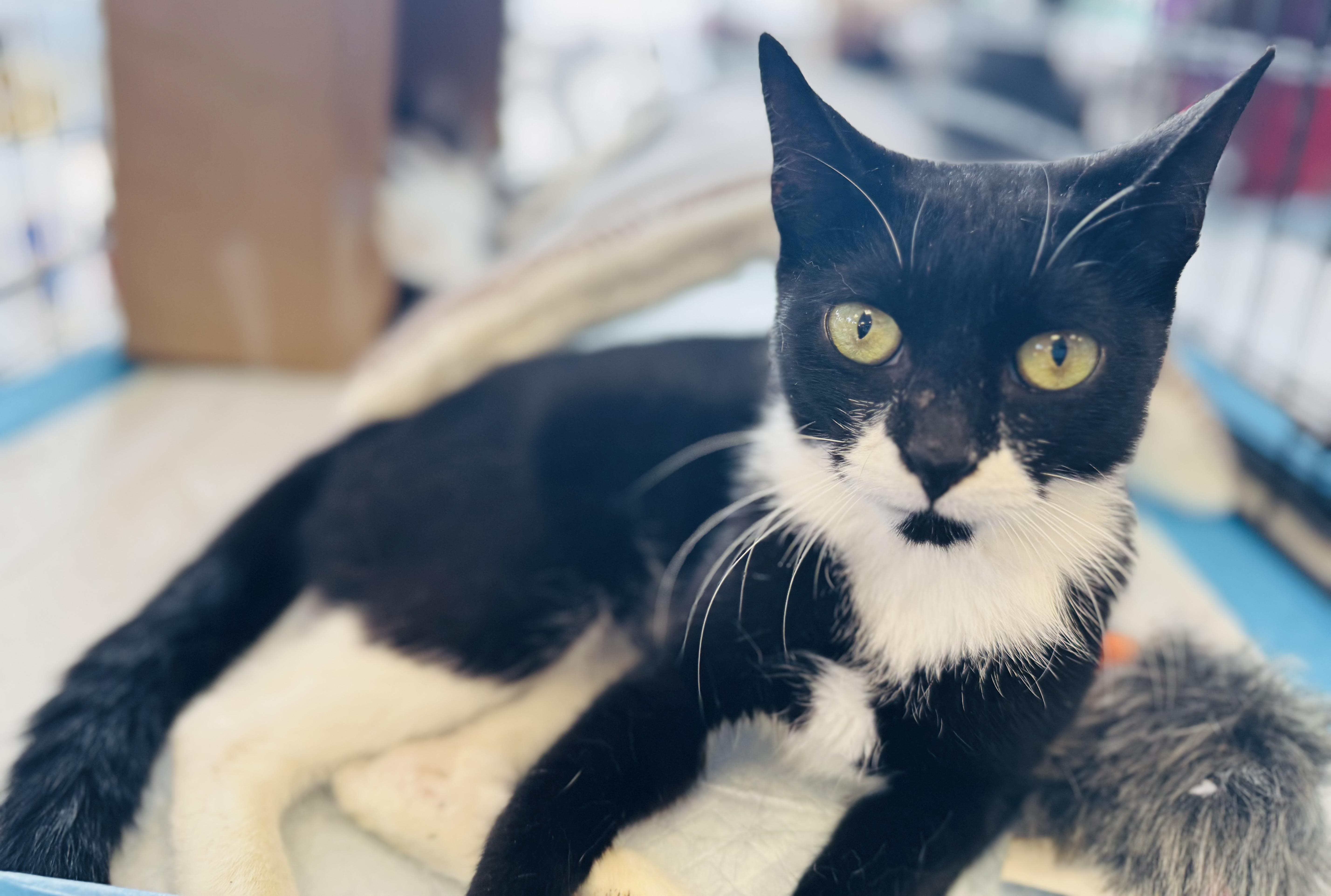 Enlarge Elsa, a Adopted Domestic Short Hair in New York, NY image 3/5