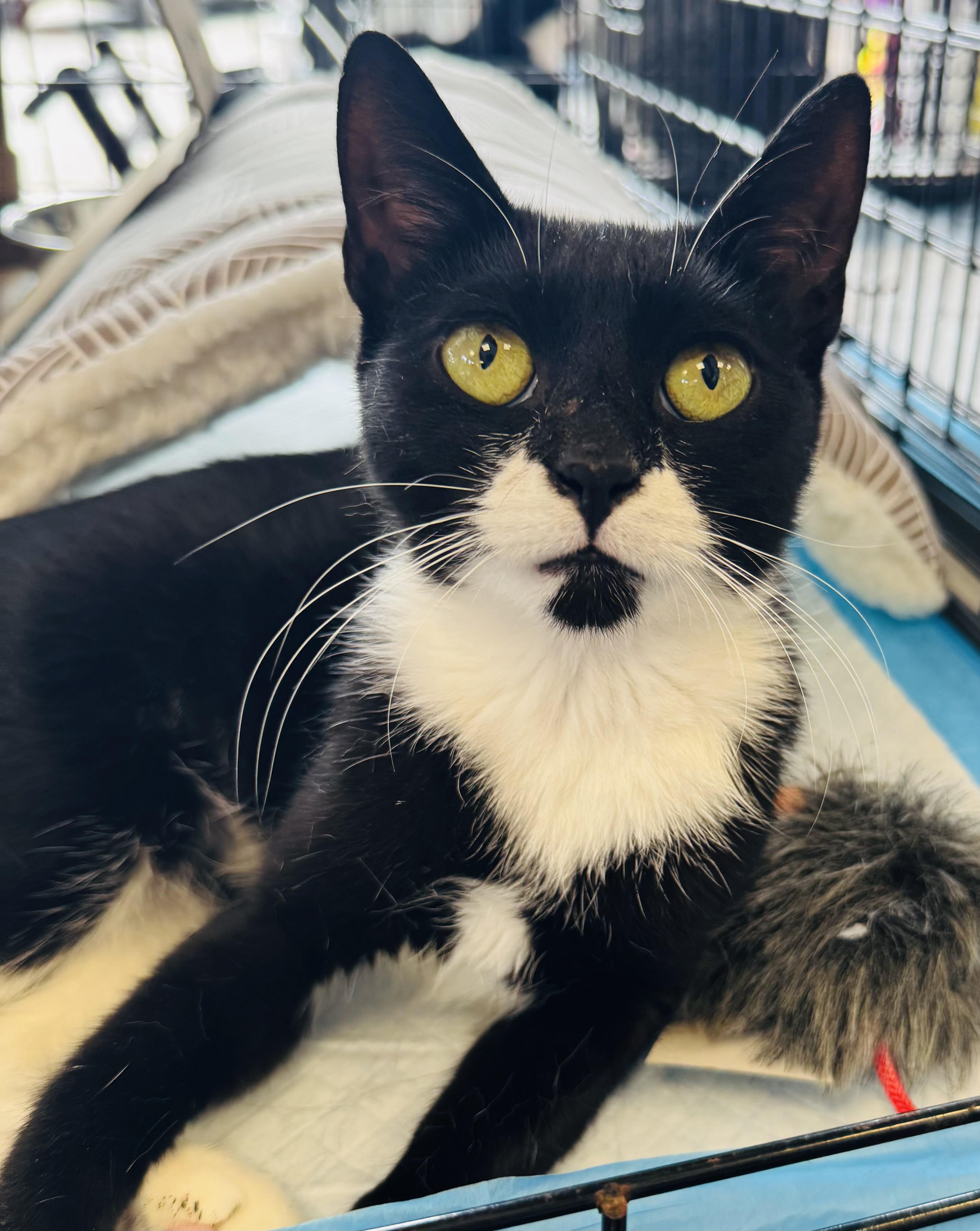 Enlarge Elsa, a Adopted Domestic Short Hair in New York, NY image 4/5