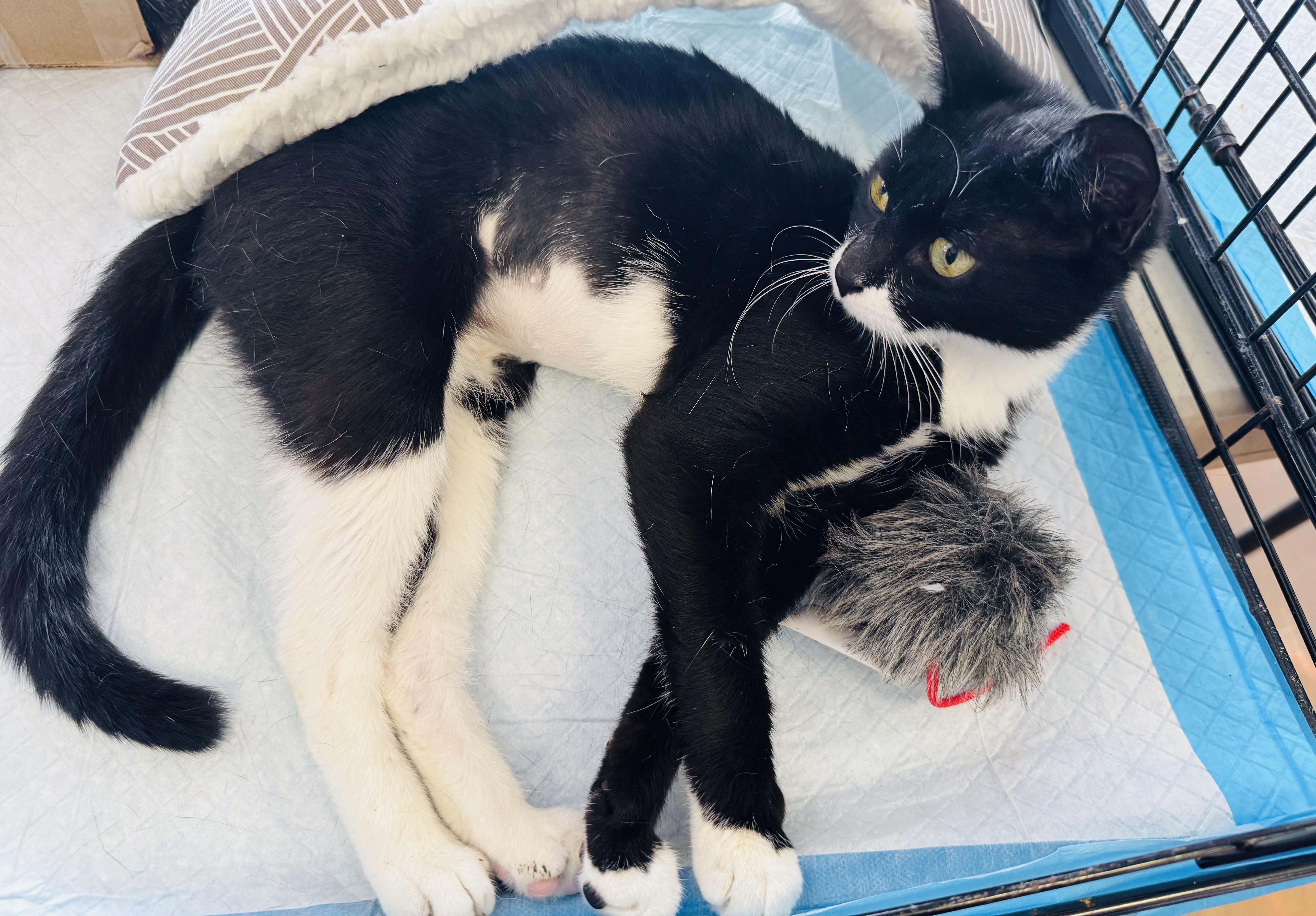 Enlarge Elsa, a Adopted Domestic Short Hair in New York, NY image 5/5