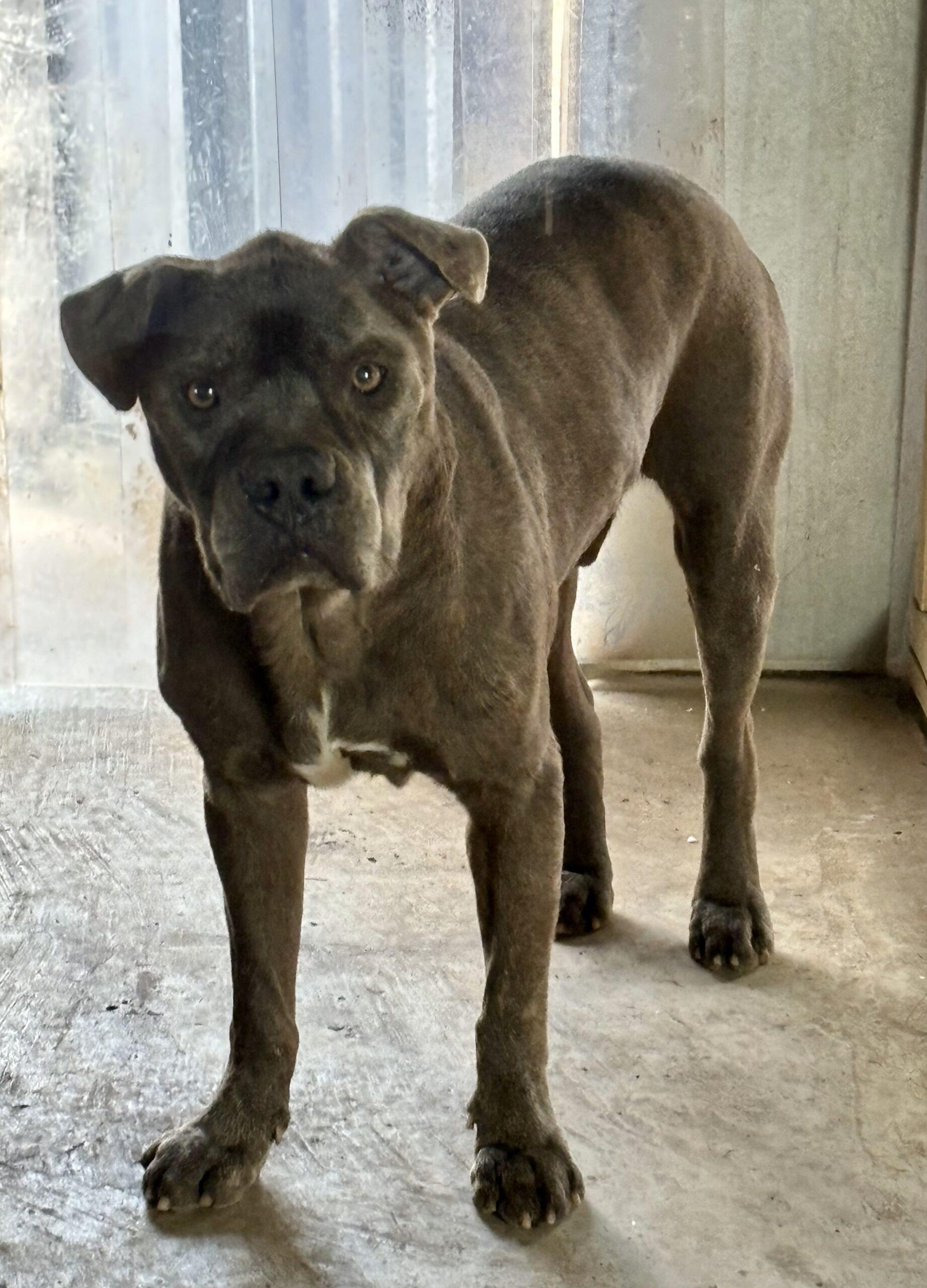 Brownie, Adoptable, Adult Male American Staffordshire Terrier.
