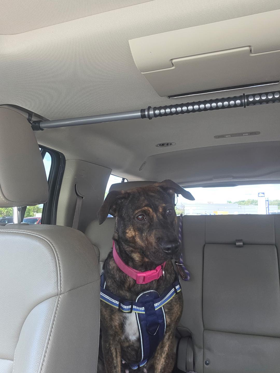 Dixie w/ VIDEO, Adoptable, Young Female Labrador Retriever.