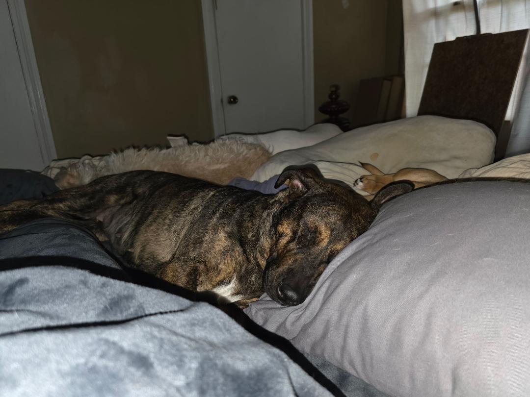 Dixie w/ VIDEO, a Adoptable mixed breed in Winston Salem, NC image 2/4