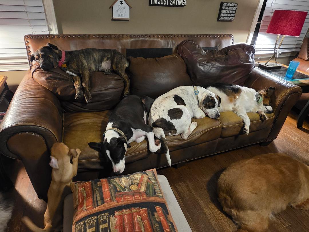 Dixie w/ VIDEO, a Adoptable mixed breed in Winston Salem, NC image 3/4