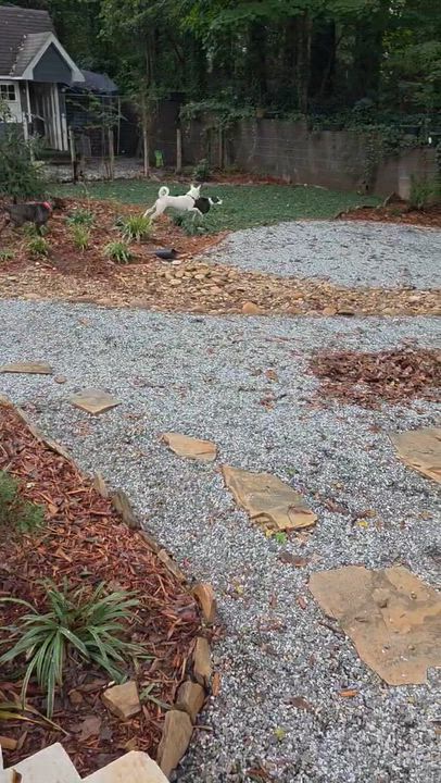 Enlarge Dixie w/ VIDEO, a Adoptable mixed breed in Winston Salem, NC video 4/4