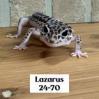 LAZARUS 24-70 LEO, Adoptable, Adult Male Gecko.