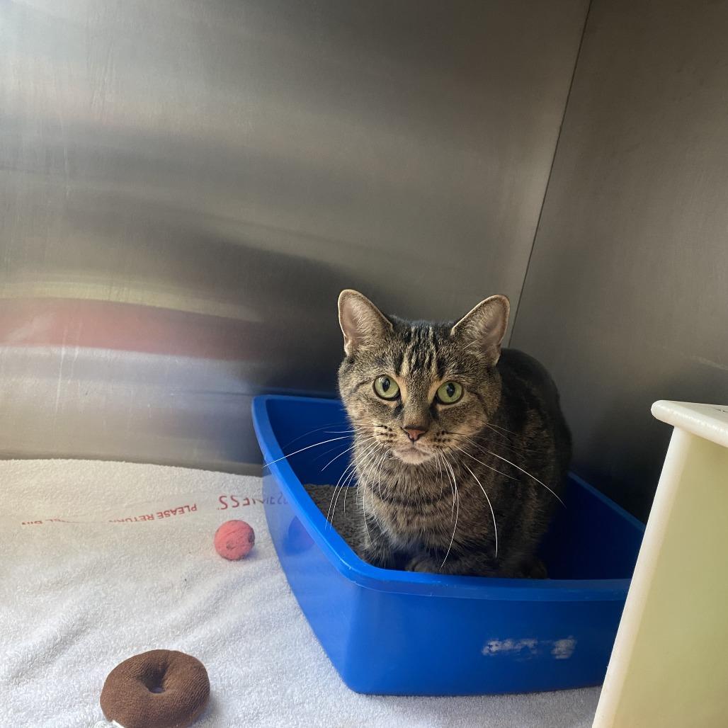 Enlarge Shelly, a Adoptable Domestic Short Hair in West Plains, MO image 1/1