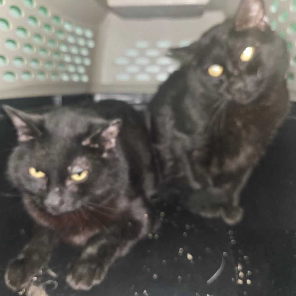 George, Adoptable, Adult Male Domestic Short Hair.