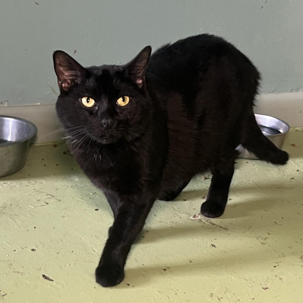 Enlarge George, a Adoptable Domestic Short Hair in Melrose, FL image 2/2