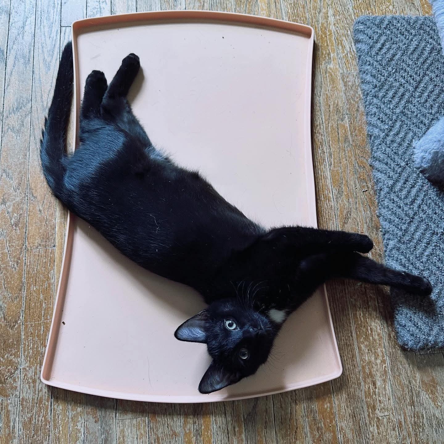 Enlarge Oslo, a Adoptable Domestic Short Hair in Lincoln, NE image 3/6