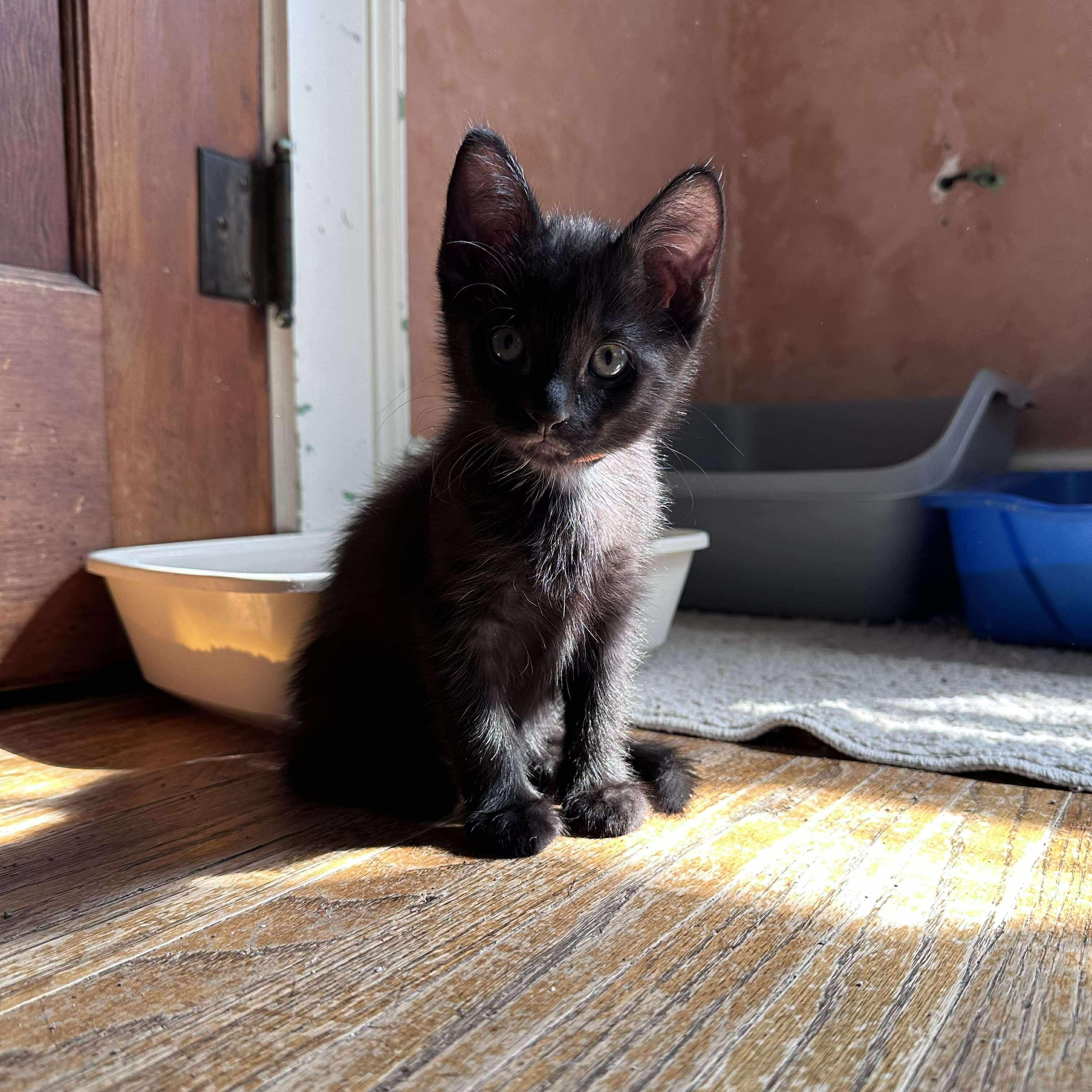 Enlarge Oslo, a Adoptable Domestic Short Hair in Lincoln, NE image 4/6