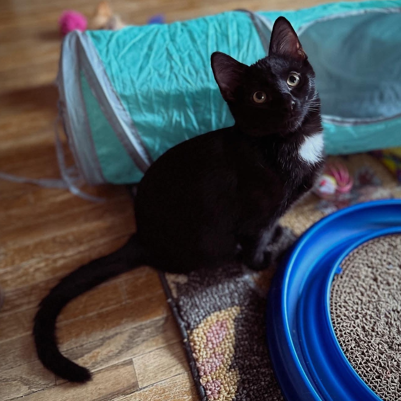 Enlarge Oslo, a Adoptable Domestic Short Hair in Lincoln, NE image 2/6